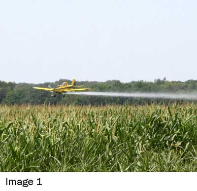 EVALUATING THE NEED FOR FUNGICIDE APPLICATION TO CORN